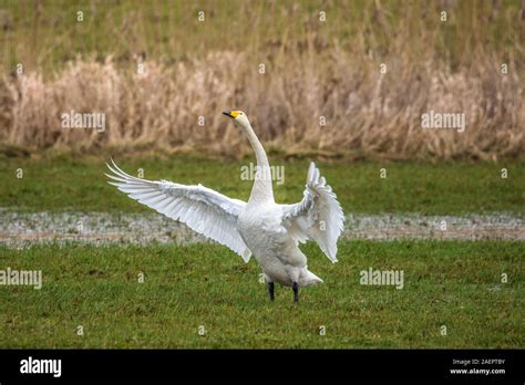 Singschwan Cygnus Cygnus Whooper Swan Bayern Deutschland Stock