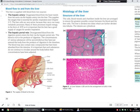 Excretion As An Example Of Homeostatic Control The Structure Of The