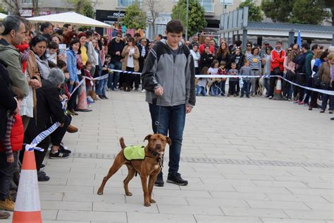 Benicàssim celebra la III edición del Festival de la Adopción