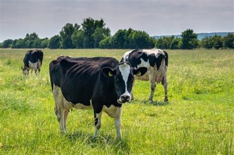 Lob Beheerfiches Regionale Landschappen