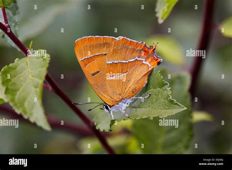 Brown Hairstreak butterfly (female) on blackthorn leaf. Steyning Rifle Range, Steyning, Sussex ...