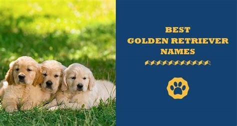 600 Best Golden Retriever Names Of 2024 Totally Goldens