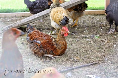 Forever Beloved What I Wish I Had Known Before Getting Chickens