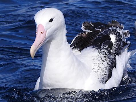 Southern Royal Albatross Diomedea Epomophora