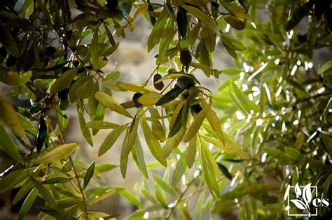 Olive Tree Losing Leaves Identify The Causes And Solutions