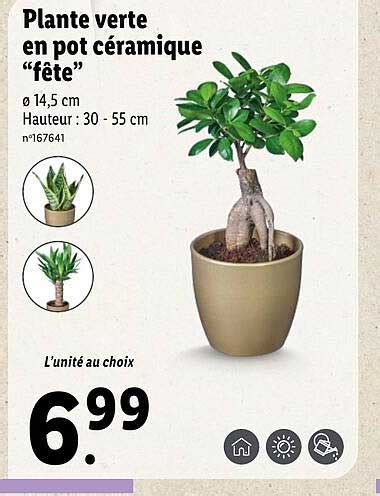 Promo Plante Verte En Pot C Ramique F Te Chez Lidl Icatalogue Fr