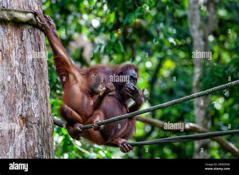 Bornean Orangutan Pongo Pygmaeus Fotografías E Imágenes De Alta