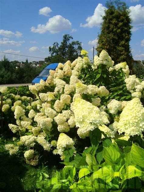 Hortensja Bukietowa Limelight Hydrangea Paniculata Albamar