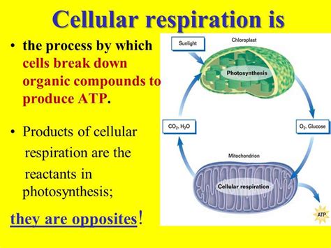 Findings From A Lab Experiment On Cellular Respiration In Germinating Peas