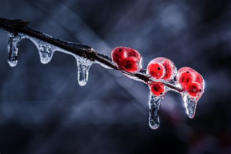 How to Focus in Macro Photography