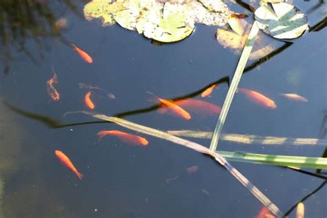 Goldfische im Gartenteich Anforderungen an Größe und Tiefe