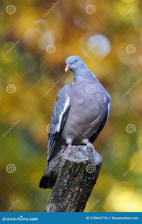 The Common Wood Pigeon Or Common Woodpigeon Stock Photo Image Of