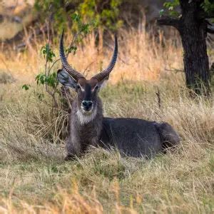 Waterbuck - Facts, Diet, Habitat & Pictures on Animalia.bio