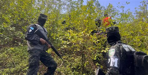 Incineran Mil Arbustos De Hoja De Coca En Trojes Diario La Tribuna