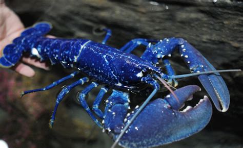 La Langosta Azul Un Capricho De La Naturaleza Blue Lobster Animals