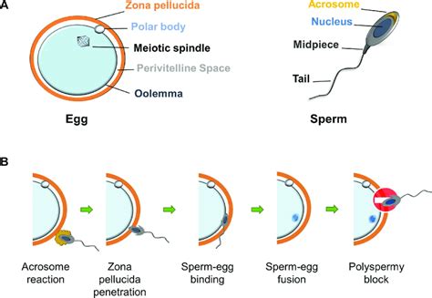 Random Fertilization Diagram