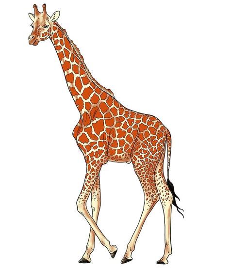 a drawing of a giraffe walking across a white background with orange