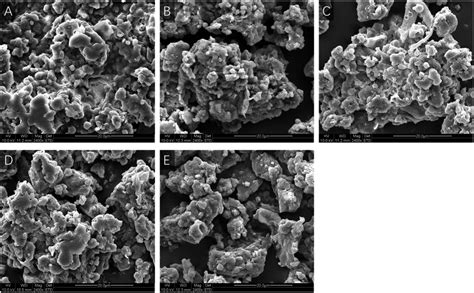 The Scanning Electron Microscope Microphotographs Of Rice Protein