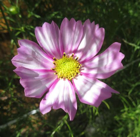 Solve Cosmos Or Cosmea Close Up Jigsaw Puzzle Online With Pieces