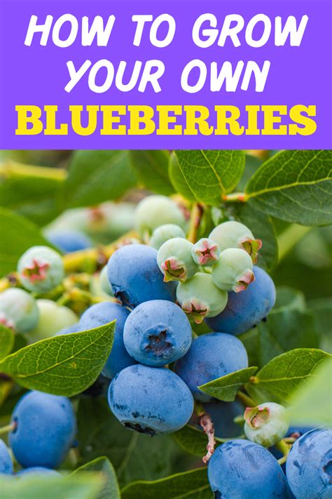 How To Grow Your Own Blueberries Garden Beds