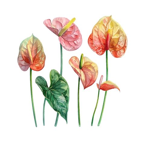 Beautiful Anthurium Flower Vector Illustration In Watercolour Style