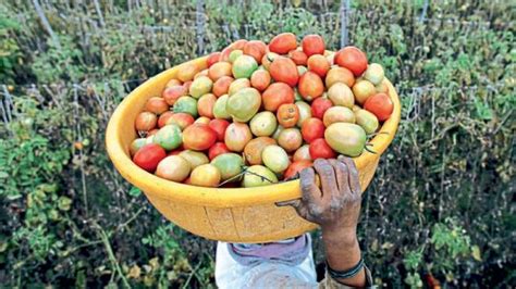 Tomato Cultivtion एकात्मिक टोमॅटो लागवड तंत्राचा अवलंब करा Adopt Integrated Tomato