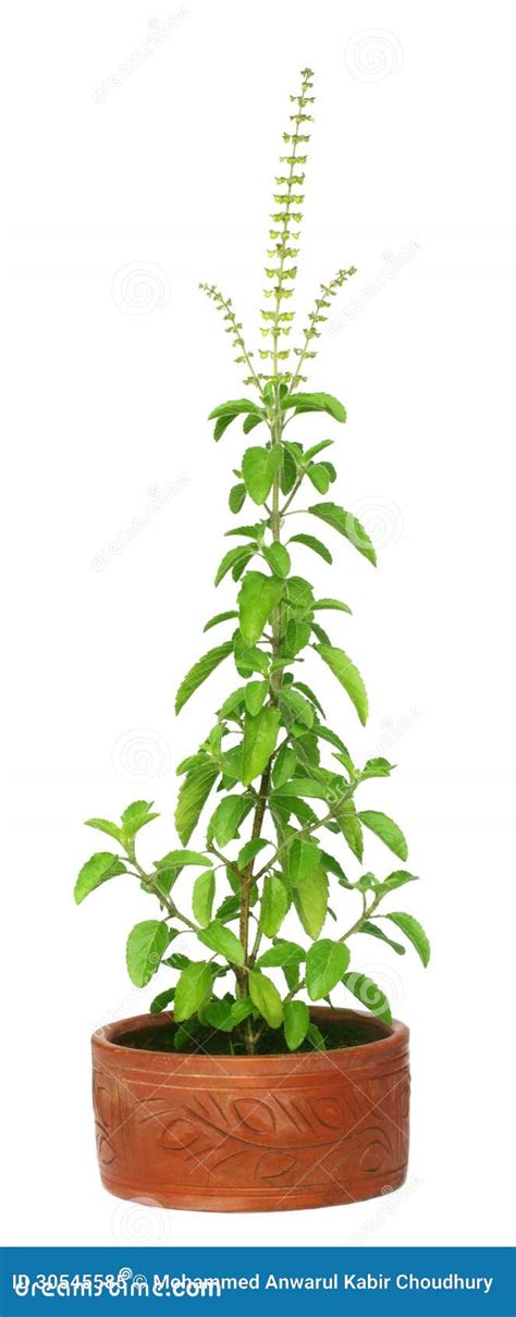 Medicinal Holy Basil Or Tulsi Plant Royalty Free Stock Photo - Image: 30545585