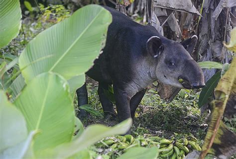 Wild myths: Costa Rican animal legends