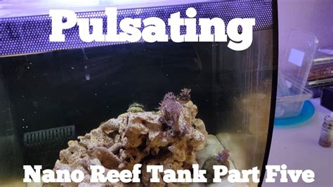 Pulsating Nano Reef Tank Part Five Adding Corals Youtube