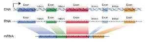 Introns Vs Exons Difference Definition Functions Structure