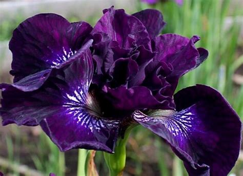 Siberi iiris Purplelicious Iris sibirica Rannamäe Puukool