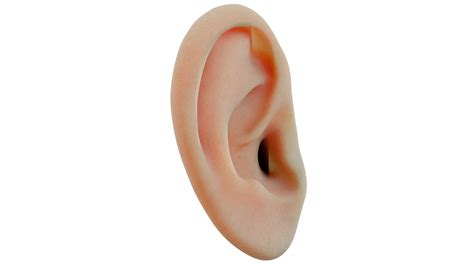 Human Ear 3d Model Turbosquid 2210728