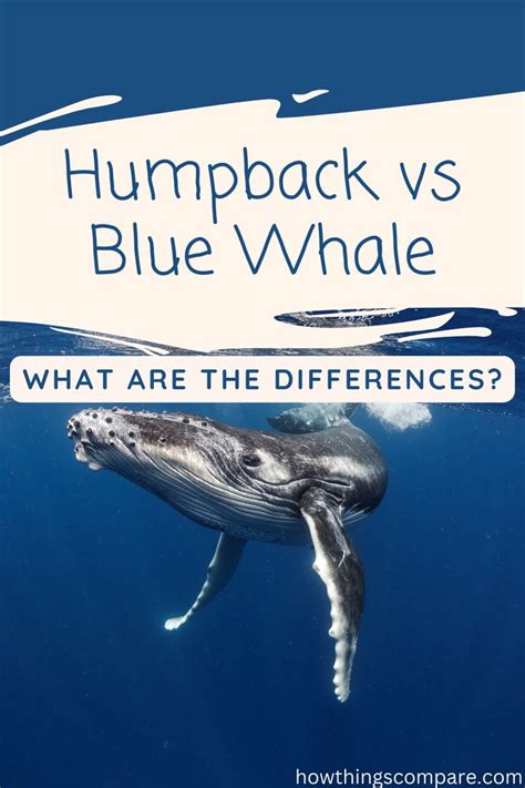 Humpback Whale Vs Blue Whale Comparison Guide Blue Whale Humpback