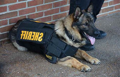 German Shepherd K 9 Unit