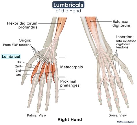 Lumbricals of the Hand: Origin, Insertion, Action, Innervation