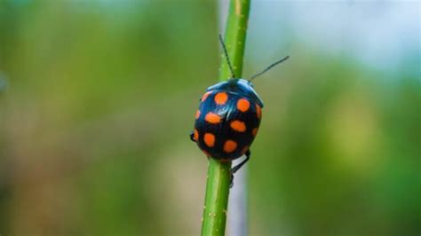 3 Conseils Pour Attirer Les Coccinelles Dans Votre Jardin Jardin De