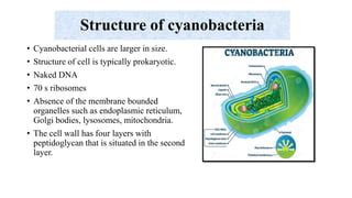 Economic Importance Of Cyanobacteria PPT