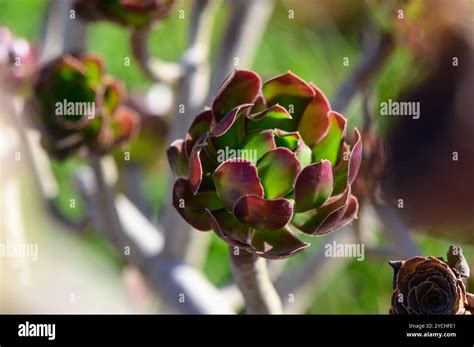 Rich purple hues hi-res stock photography and images - Alamy