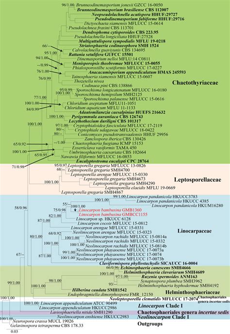 Raxml Tree Based On A Combined Dataset Of Lsu Ssu And Tef Gene