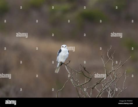 White Tailed Kite Stock Photo Alamy