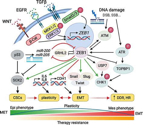 Frontiers ZEB1 A Critical Regulator Of Cell Plasticity DNA Damage