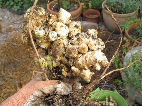 Harvesting Jerusalem Artichokes - Gardenerd