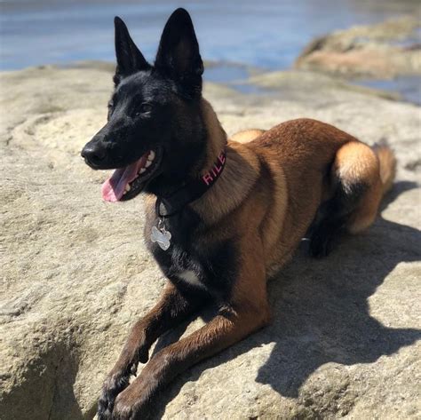 A Dog Laying On Top Of A Rock Next To The Ocean With Its Tongue Hanging Out