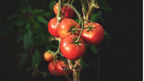 Secrets Of Mulching For Your Best Tomato Pepper Harvests