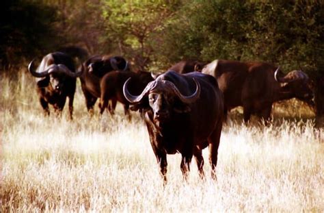 10 Incredible Buffalo Facts A Z Animals