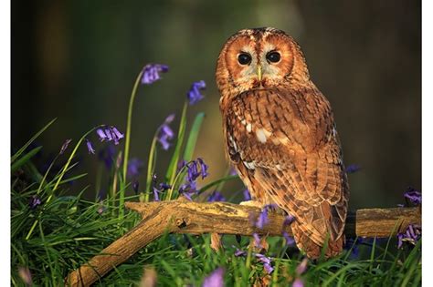 8 Amazing Tawny Owl Facts Discover Wildlife