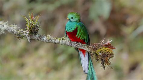 Le Quetzal Resplendissant Tout Ce Qu Il Faut Savoir Voyage