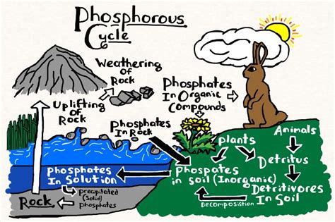 Phosphorus Cycle By Annanimus On Deviantart