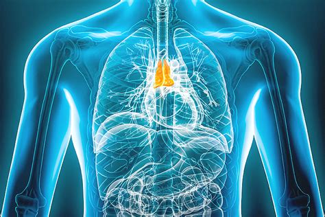 Mediastinal Tumor Mass Symptoms Diagnosis And Stages Saint Johns Cancer Institute