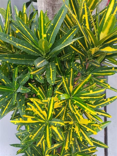 Codiaeum Variegatum Yellow Banana Plant Wholesale FlorAccess